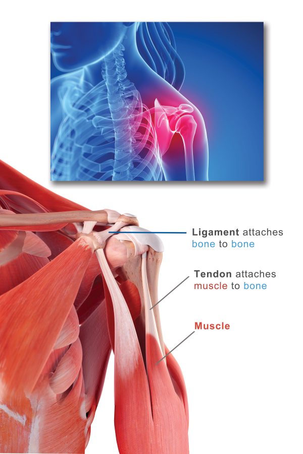 Anatomical views of the shoulder illustrating how tendons and ligaments connect bones and muscles .