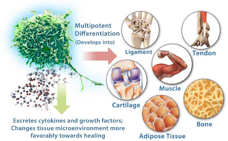 A Mesenchymal Stem Cell can change into differnt types of tissue.