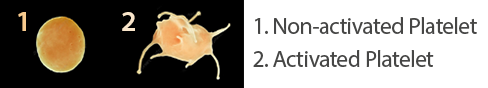 The two states of blood platelets, Non-activated and Activated